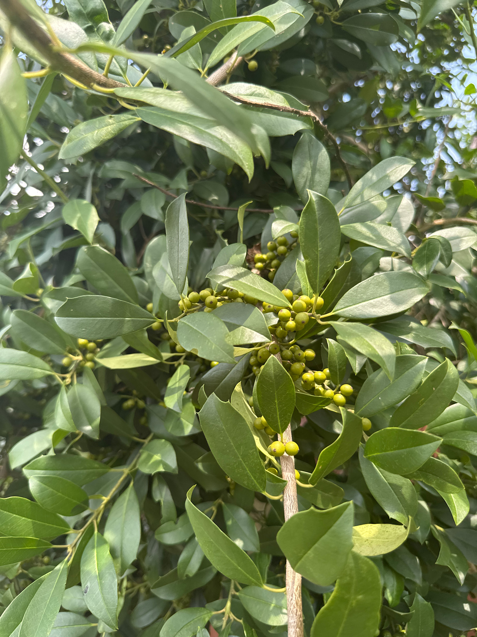 ‘EAGLESTON’ HOLLY (FULL TO GROUND), 45 GALLON