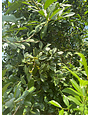 Eagleston Holly Pot Transplant 45 Gallon - Ilex × attenuata 'Eagleston'