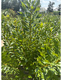 Wax Myrtle 30 Gallon - Specimen Native Evergreen Shrub