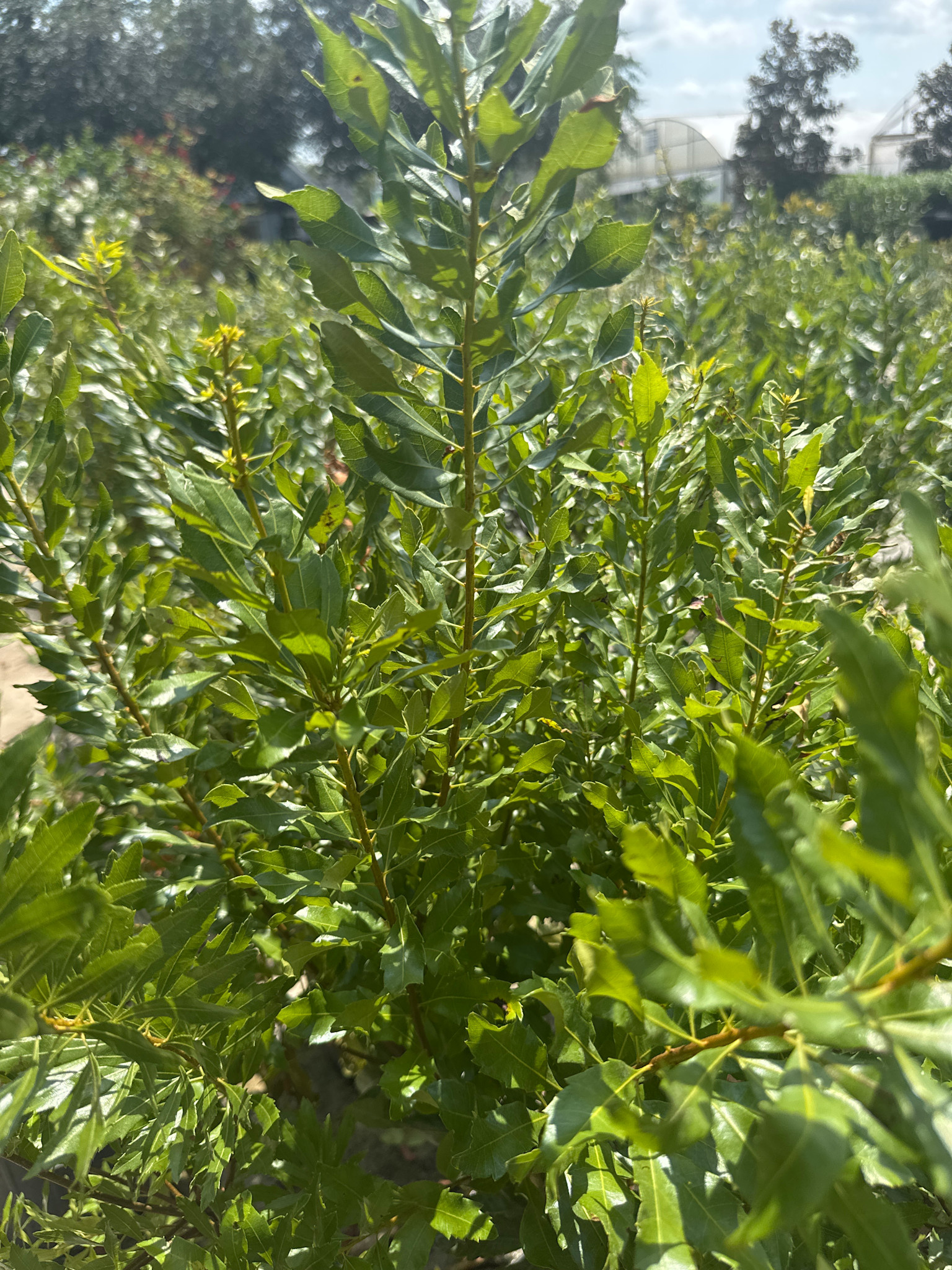Wax Myrtle 30 Gallon - Specimen Native Evergreen Shrub