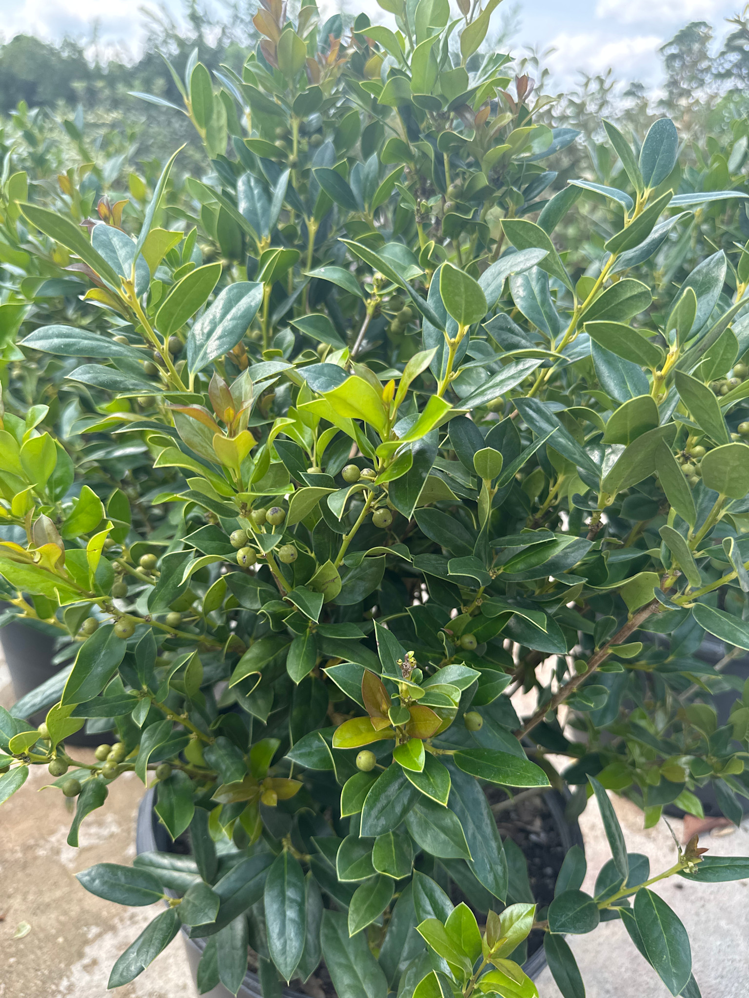 'NEEDLEPOINT' HOLLY PLANT, 3 GALLON