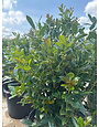 Needlepoint Holly 7 Gallon - Ilex cornuta 'Needlepoint'