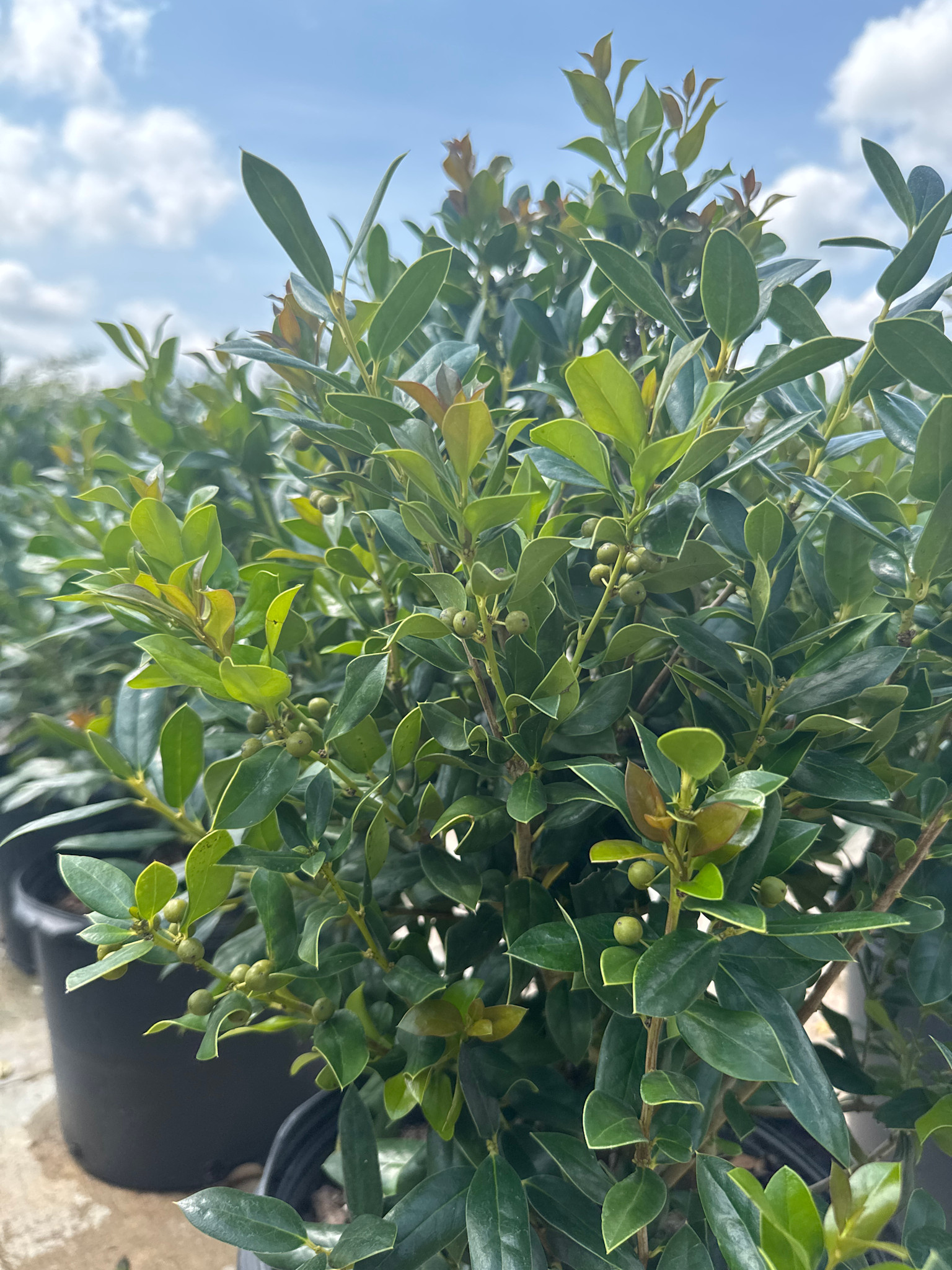 'NEEDLEPOINT' HOLLY PLANT, 7 GALLON