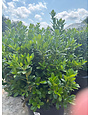 Dwarf Burford Holly 7 Gallon - Ilex cornuta 'Burfordii Nana'