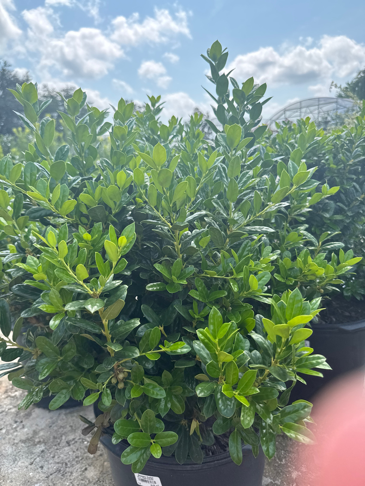 Dwarf Burford Holly 7 Gallon - Ilex cornuta 'Burfordii Nana'