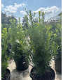 ‘JAPANESE’ YEW, 7 GALLON
