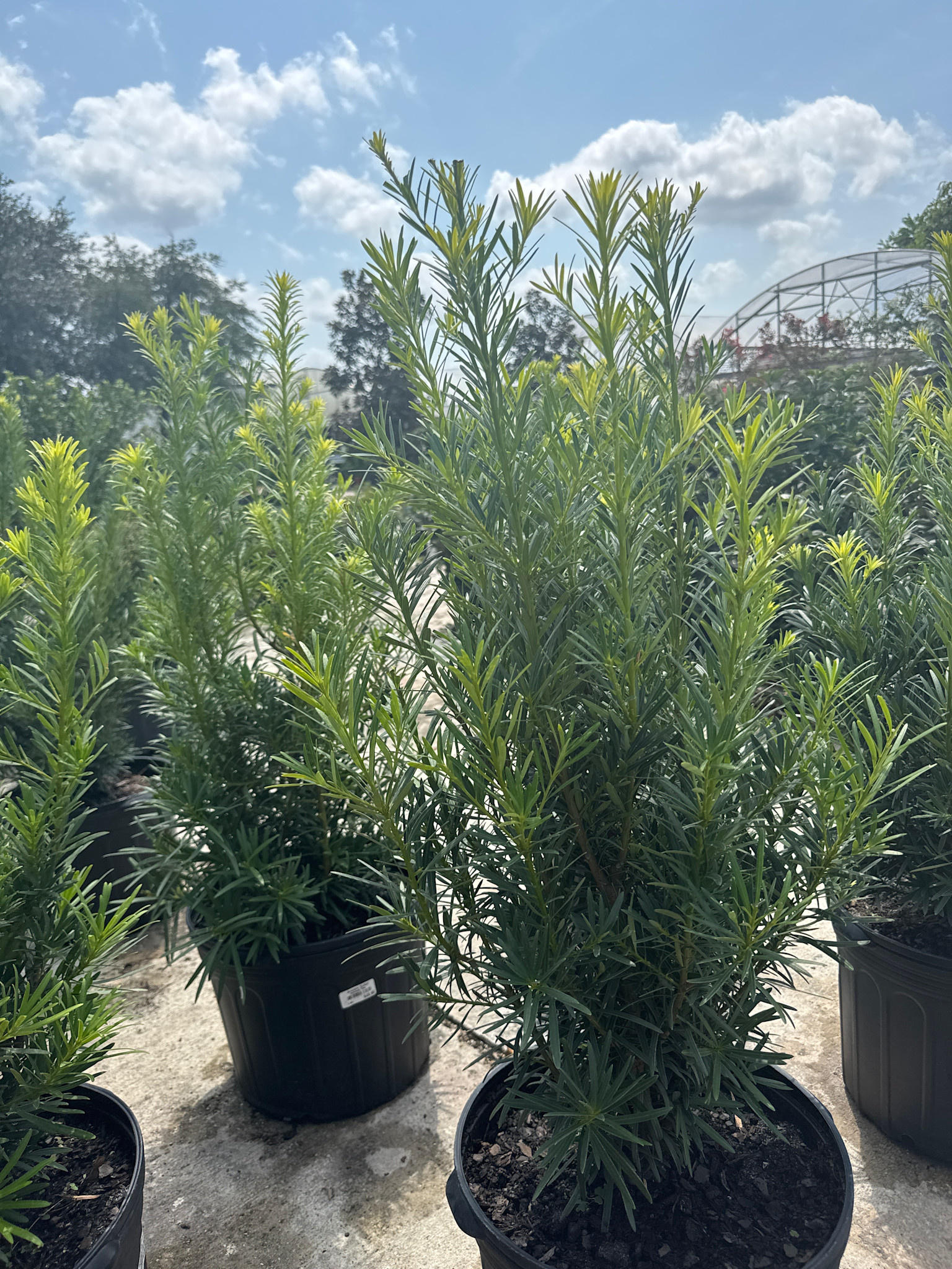 Yew 'Japanese' 7 Gallon - Evergreen Needle Shrub