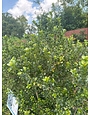 'COMPACTA' HOLLY PLANT, 7 GALLON