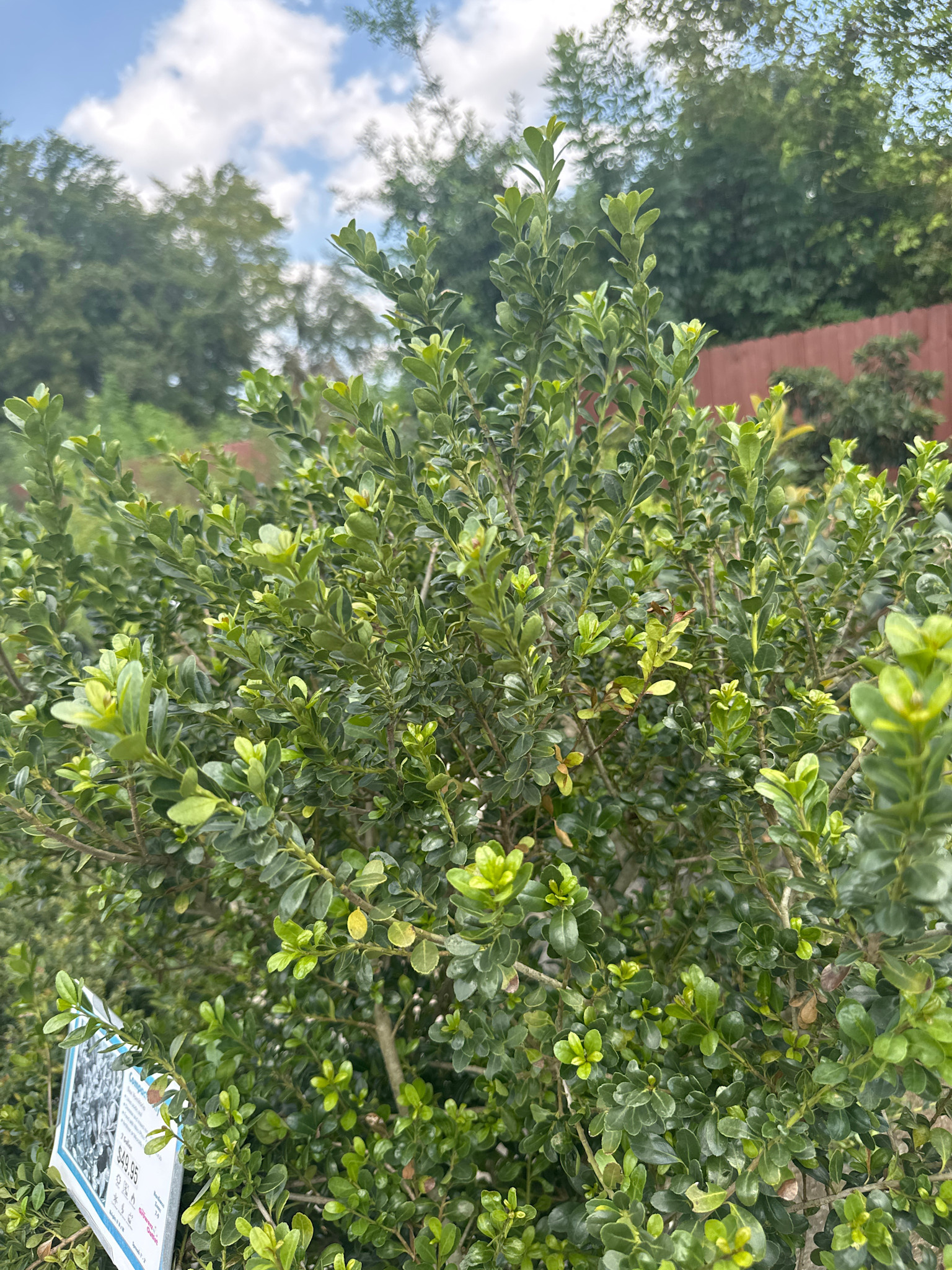 'COMPACTA' HOLLY PLANT, 7 GALLON