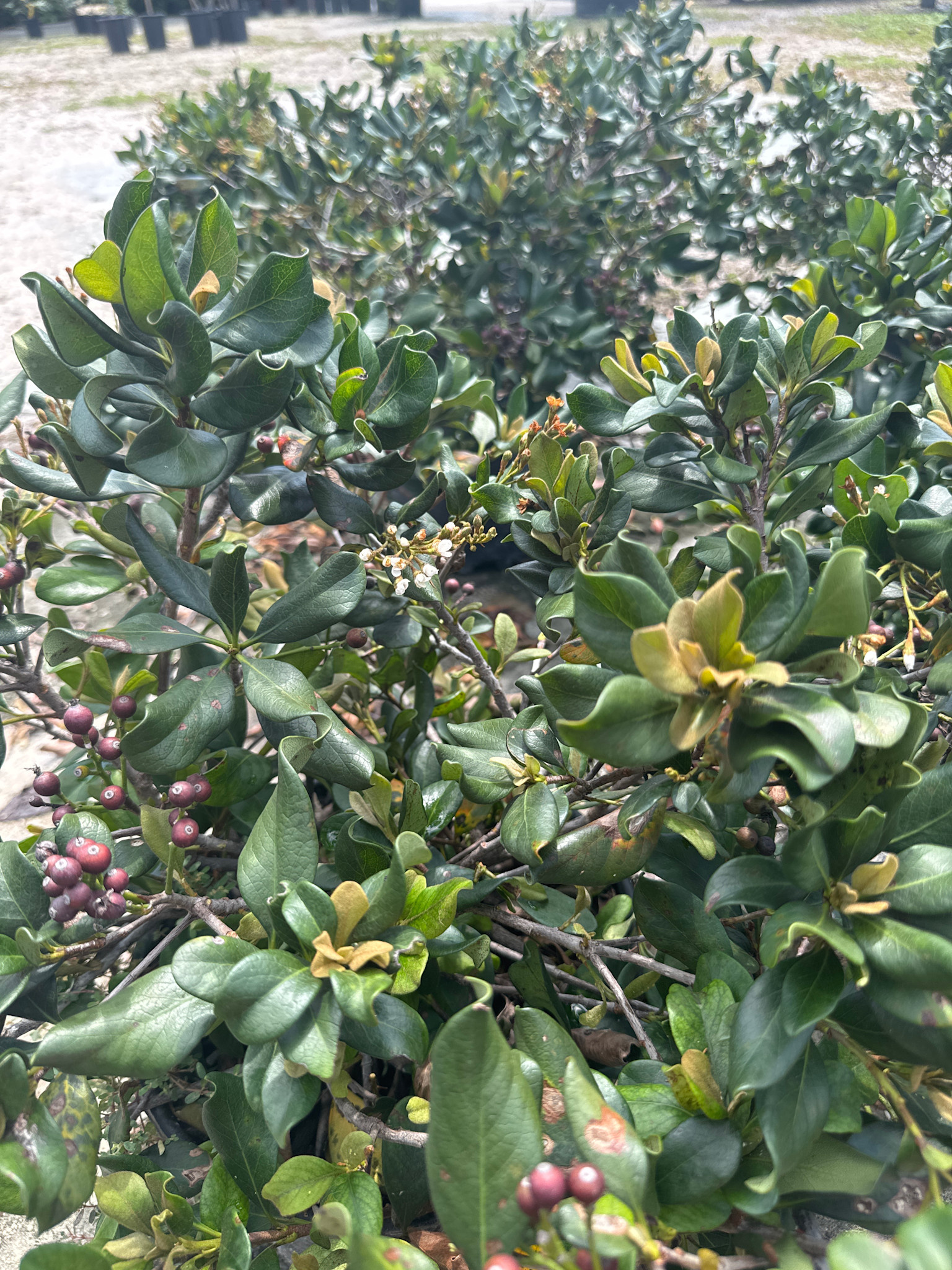 ‘BAY BREEZE’® INDIAN HAWTHORN, 3 GALLON