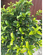Viburnum 'Sweet' 15 Gallon - Fragrant Evergreen Shrub