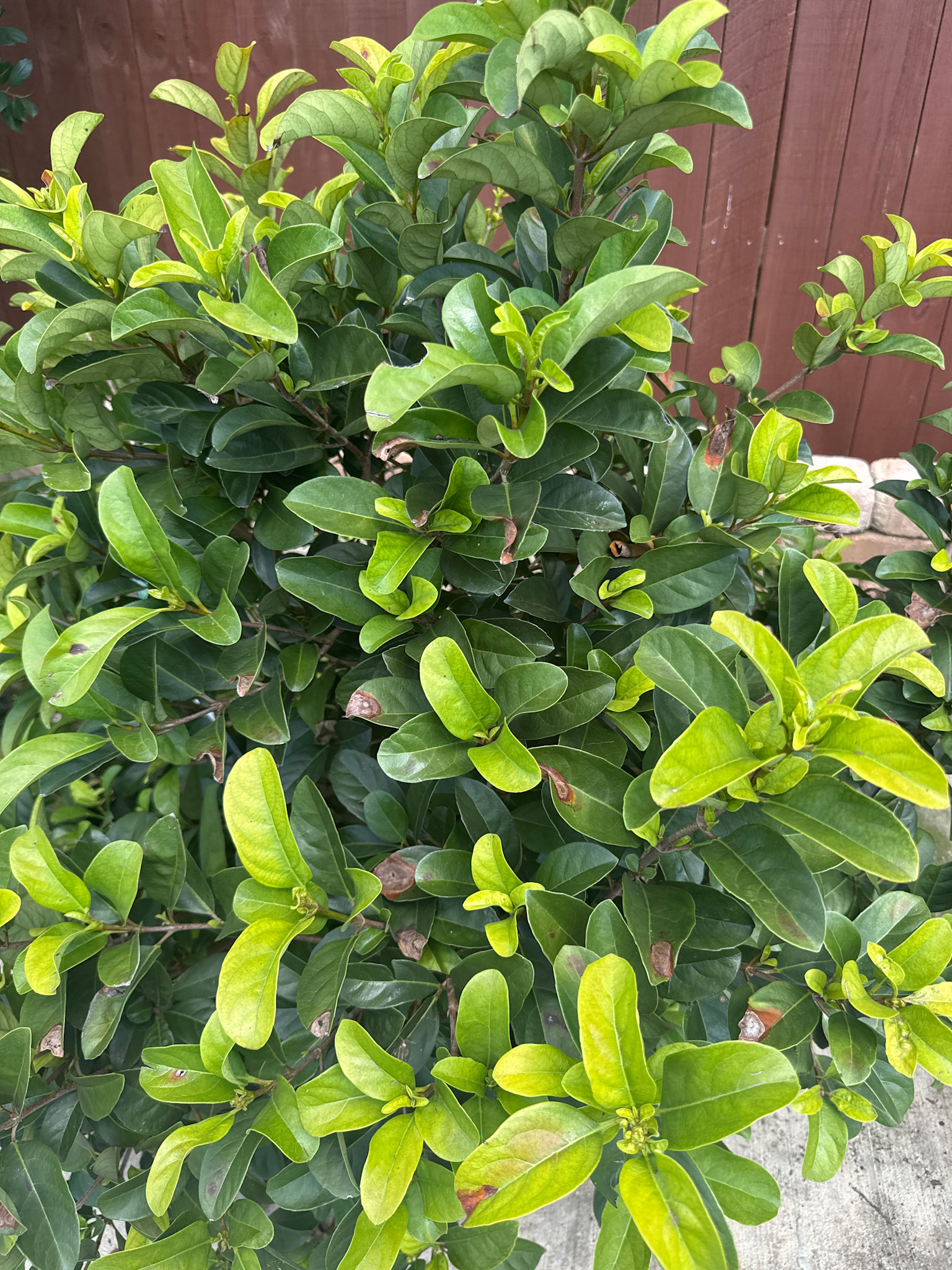Viburnum 'Sweet' 15 Gallon - Fragrant Evergreen Shrub