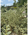 Variegated Privet 3 Gallon - Ligustrum sinense 'Variegatum'
