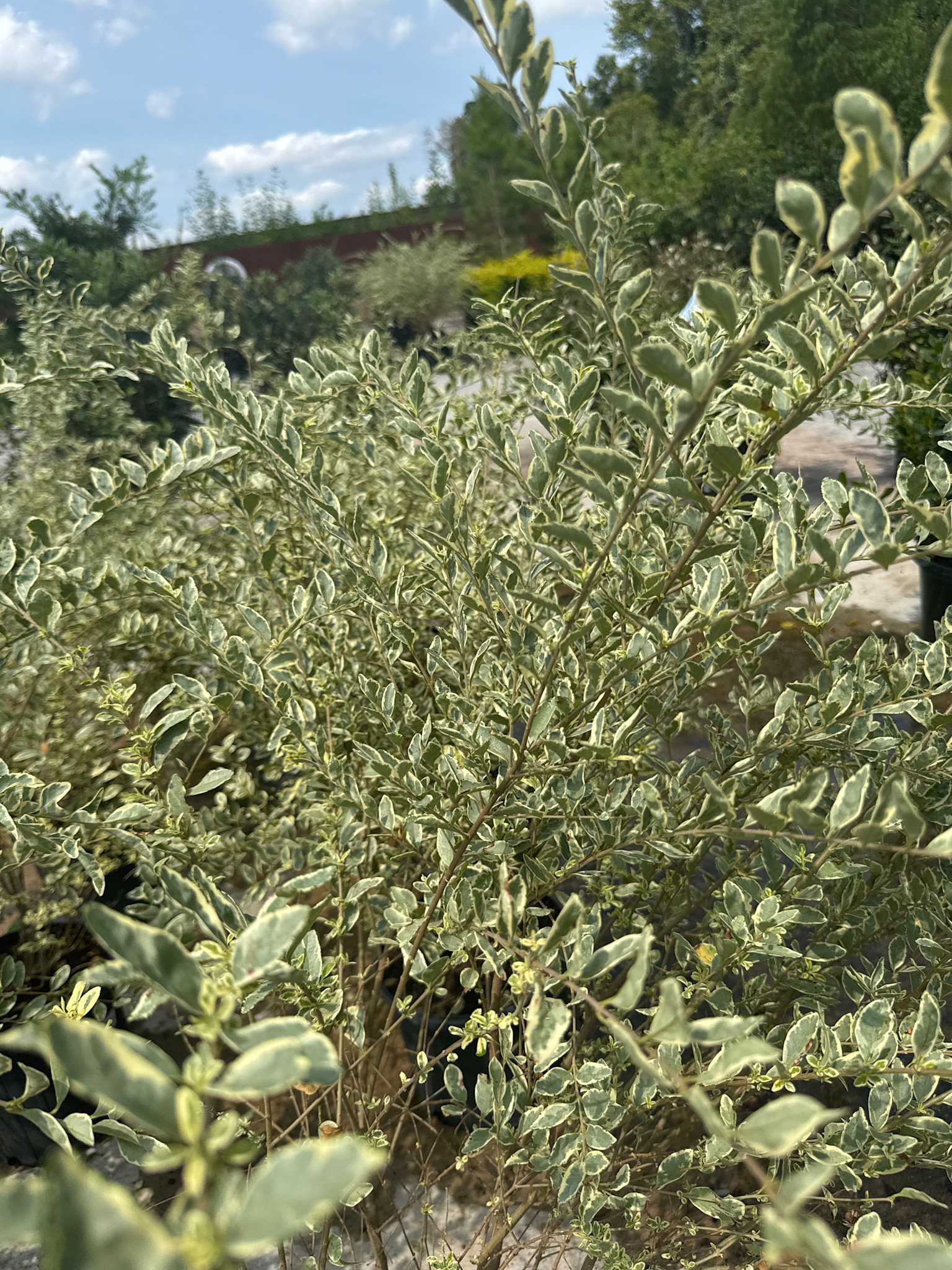 Variegated Privet 3 Gallon - Ligustrum sinense 'Variegatum'