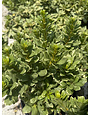 ‘VARIEGATED’ PITTOSPORUM, 3 GALLON