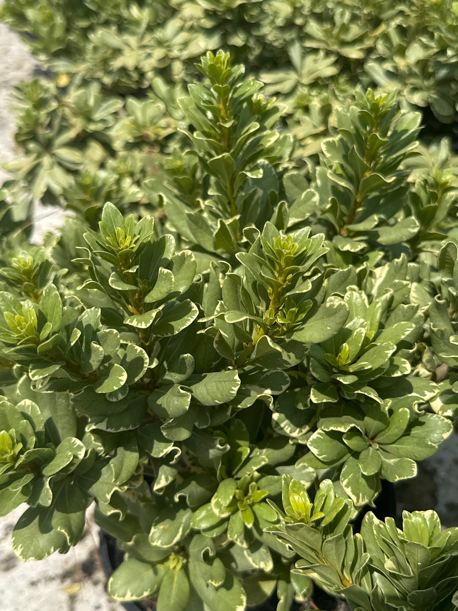 Variegated Pittosporum 3 Gallon - Pittosporum tobira 'Variegata'