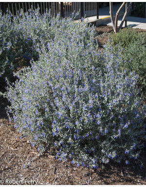 Germander 'Silver Bush' 3G