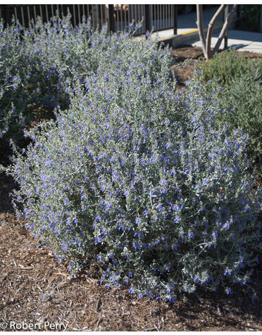 Germander 'Silver Bush' 3G