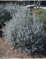 'Silver Bush' Germander 3 Gallon - Drought Tolerant Silver