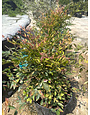 Gulf Stream Nandina 3 Gallon - Nandina domestica 'Gulf Stream'