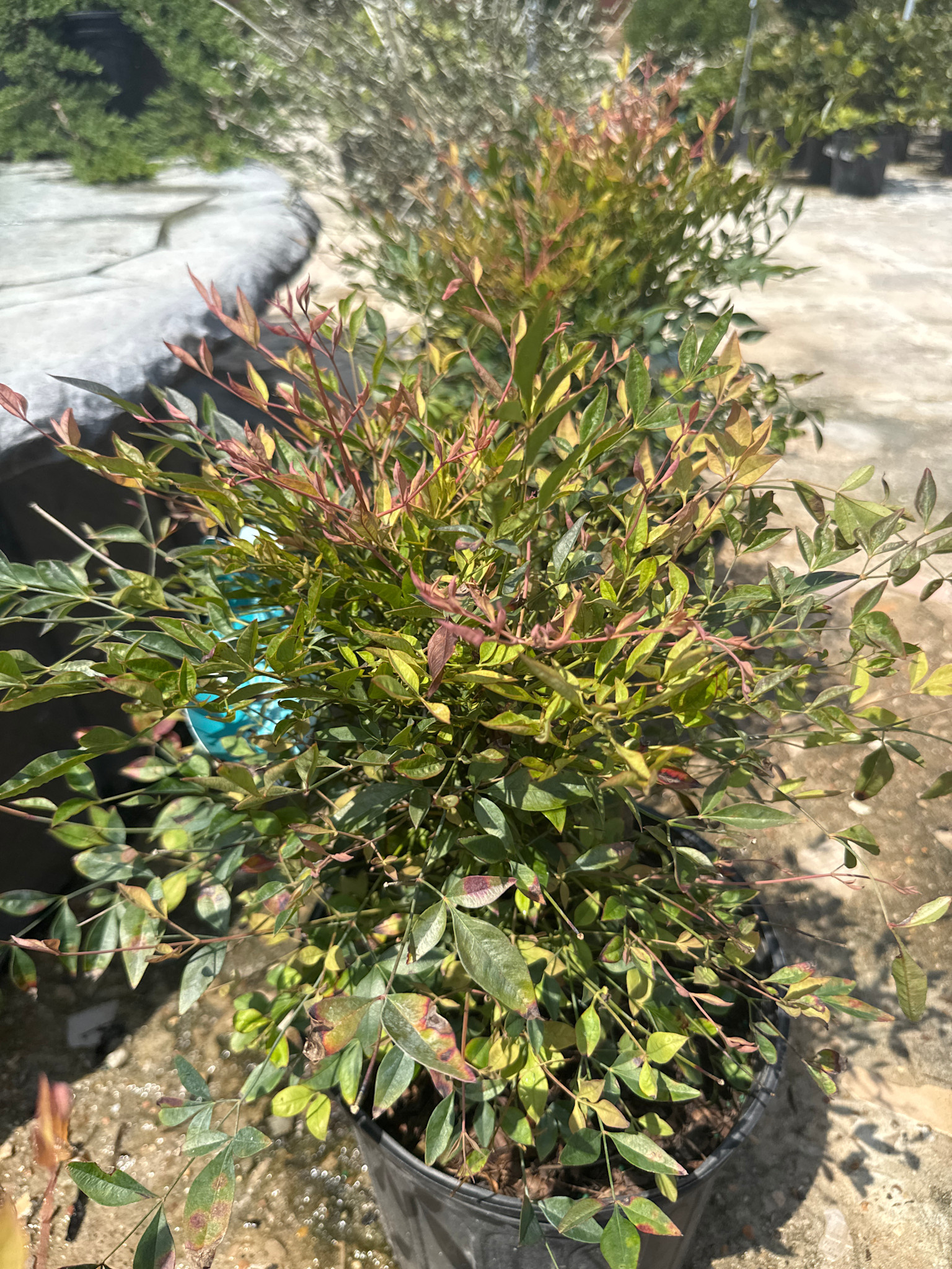 Gulf Stream Nandina 3 Gallon - Nandina domestica 'Gulf Stream'