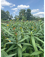 Asclepia 'Assorted Colors of butterfly weed 1 (trade gallon) pot