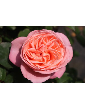 ROSE, 'BLOOMABLE 'SWEET MADAMOISELLE' 3G