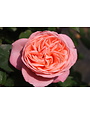 BLOOMABLE® SWEET MADEMOISELLE™ ROSE BUSH, 3 GALLON