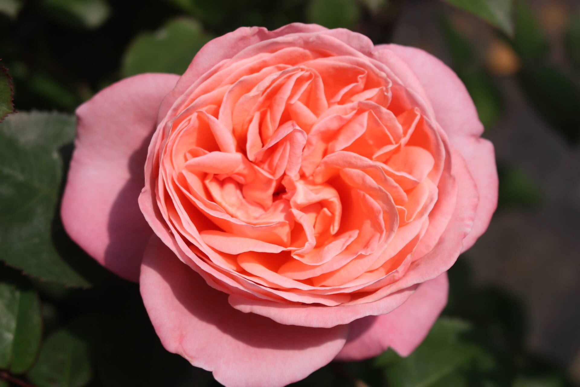 BLOOMABLE® SWEET MADEMOISELLE™ ROSE BUSH, 3 GALLON