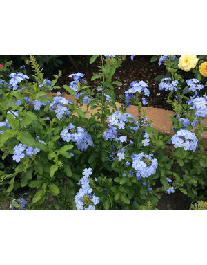 Plumbago 'Imperial Blue' 1G