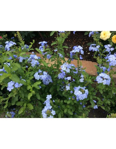 Plumbago 'Imperial Blue' 1G