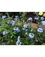 'Imperial Blue' Plumbago 1 Gallon - Continuous Blue Blooms