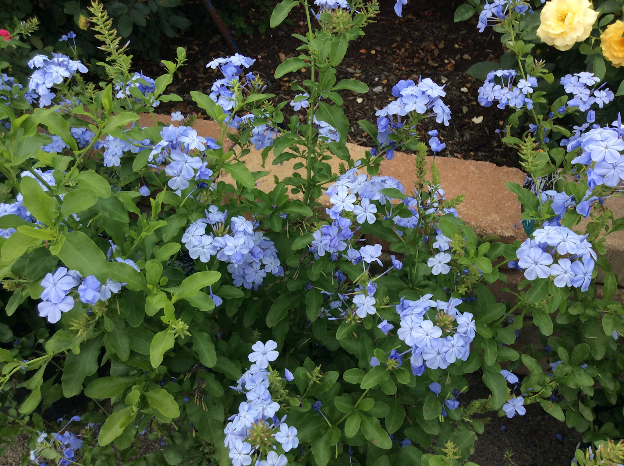 'Imperial Blue' Plumbago 1 Gallon - Continuous Blue Blooms