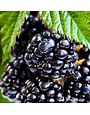 'Ouachita' Blackberry 3 Gallon - Premium Thornless Variety
