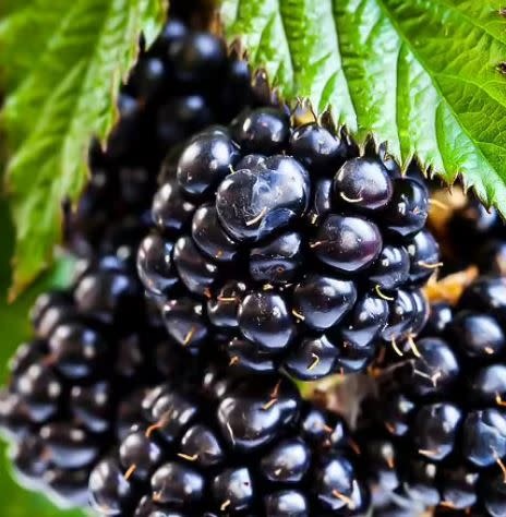 'Ouachita' Blackberry 3 Gallon - Premium Thornless Variety