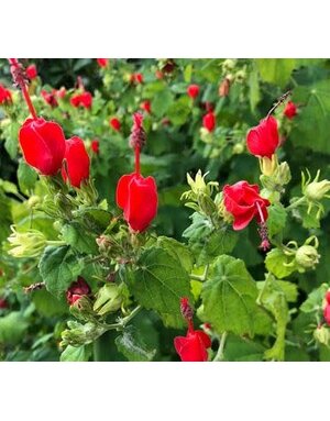 Turks Cap 'Big Momma' 1G