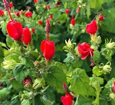 'BIG MOMMA' TURKS CAP, 1 GALLON