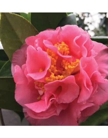 Camellia 'Ack Scent' 3G