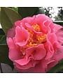'Ack Scent' Camellia Fragrant Winter Beauty 3 Gallon