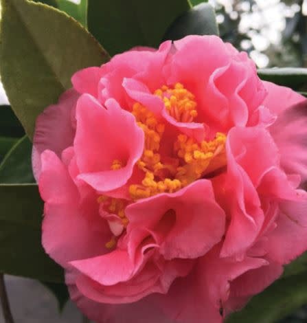 'Ack Scent' Camellia Fragrant Winter Beauty 3 Gallon