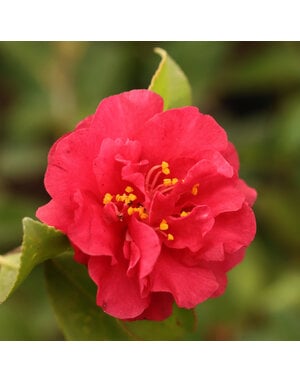 CAMELLIA, SASANQUA, 'HOT FLASH', 3G*