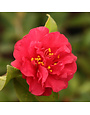 ‘HOT FLASH’® CAMELLIA, 3 GALLON