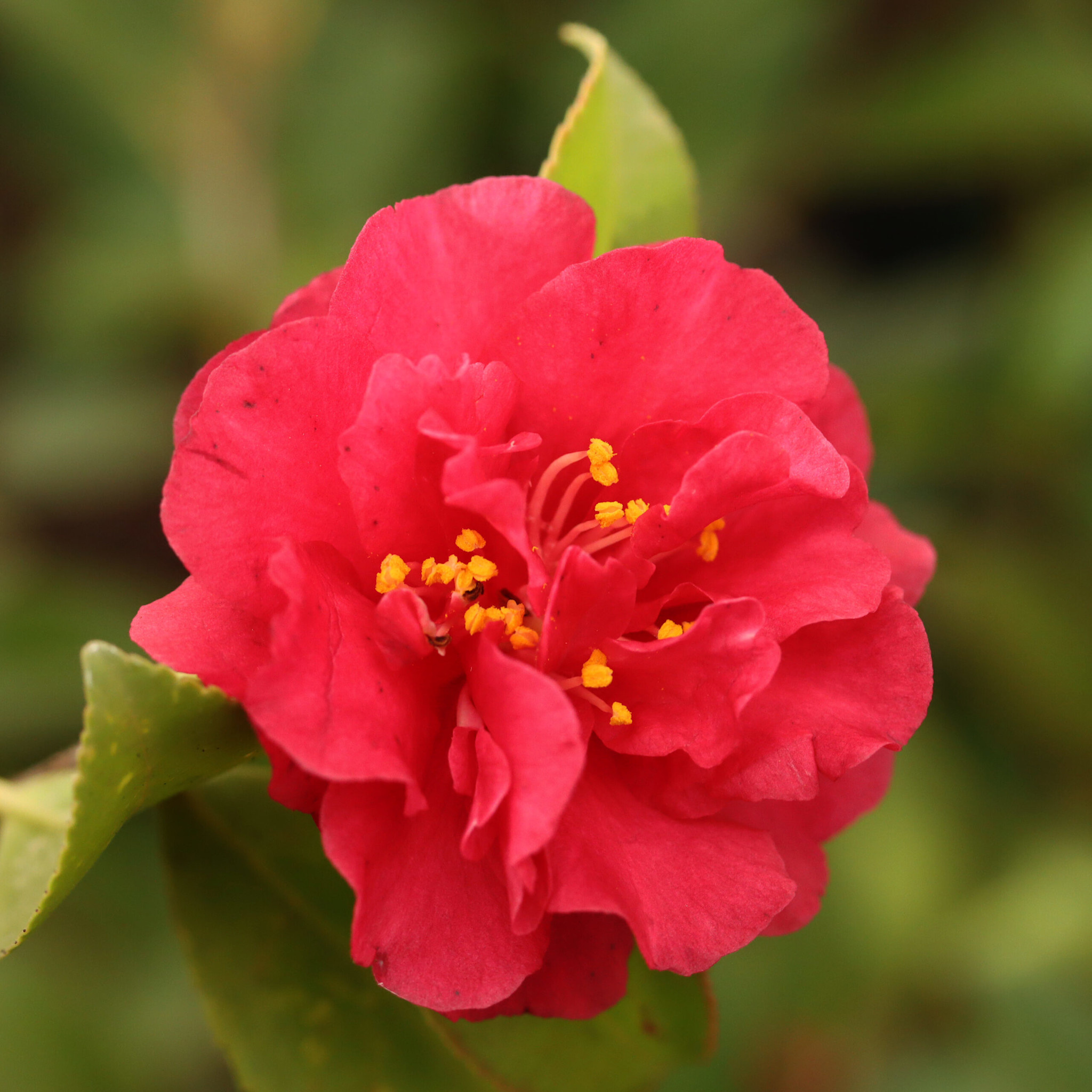 ‘HOT FLASH’® CAMELLIA, 3 GALLON