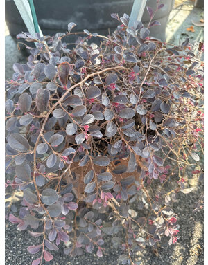 Loropetalum 'Purple Pixie' 3G