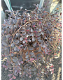 ‘PURPLE PIXIE’® LOROPETALUM, 3 GALLON