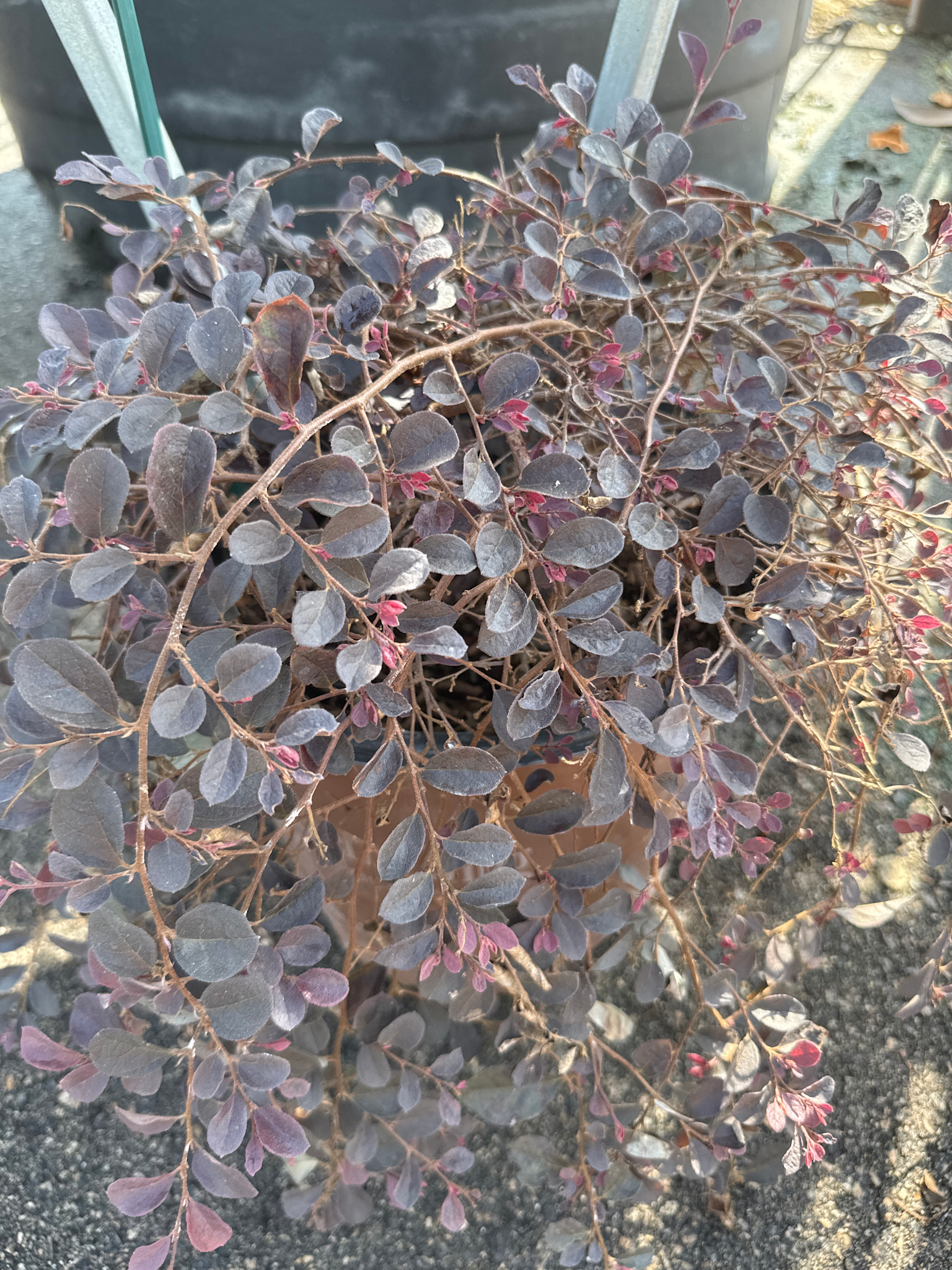 ‘PURPLE PIXIE’® LOROPETALUM, 3 GALLON