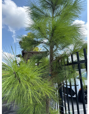 Pine 'Loblolly' 15G