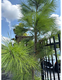 Loblolly Pine 15 Gallon - Native Evergreen Screen