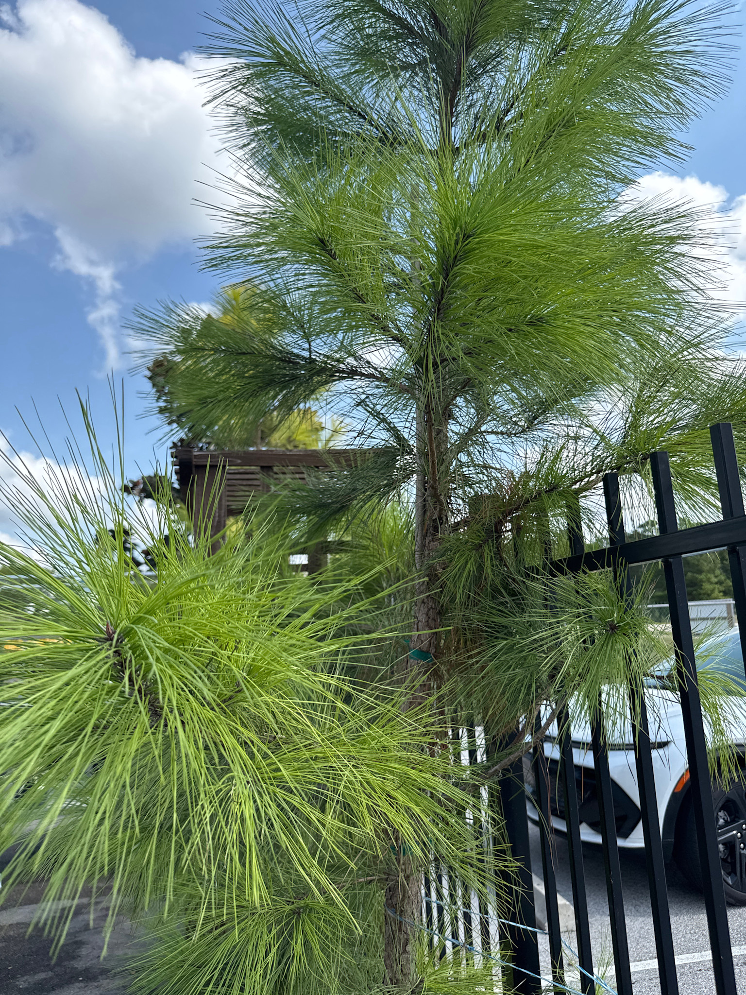 Loblolly Pine 15 Gallon - Native Evergreen Screen