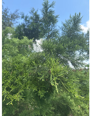 Juniper 'Brodie' 30G
